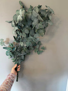 Everblooms - Preserved Eucalyptus Cinerea Bunch