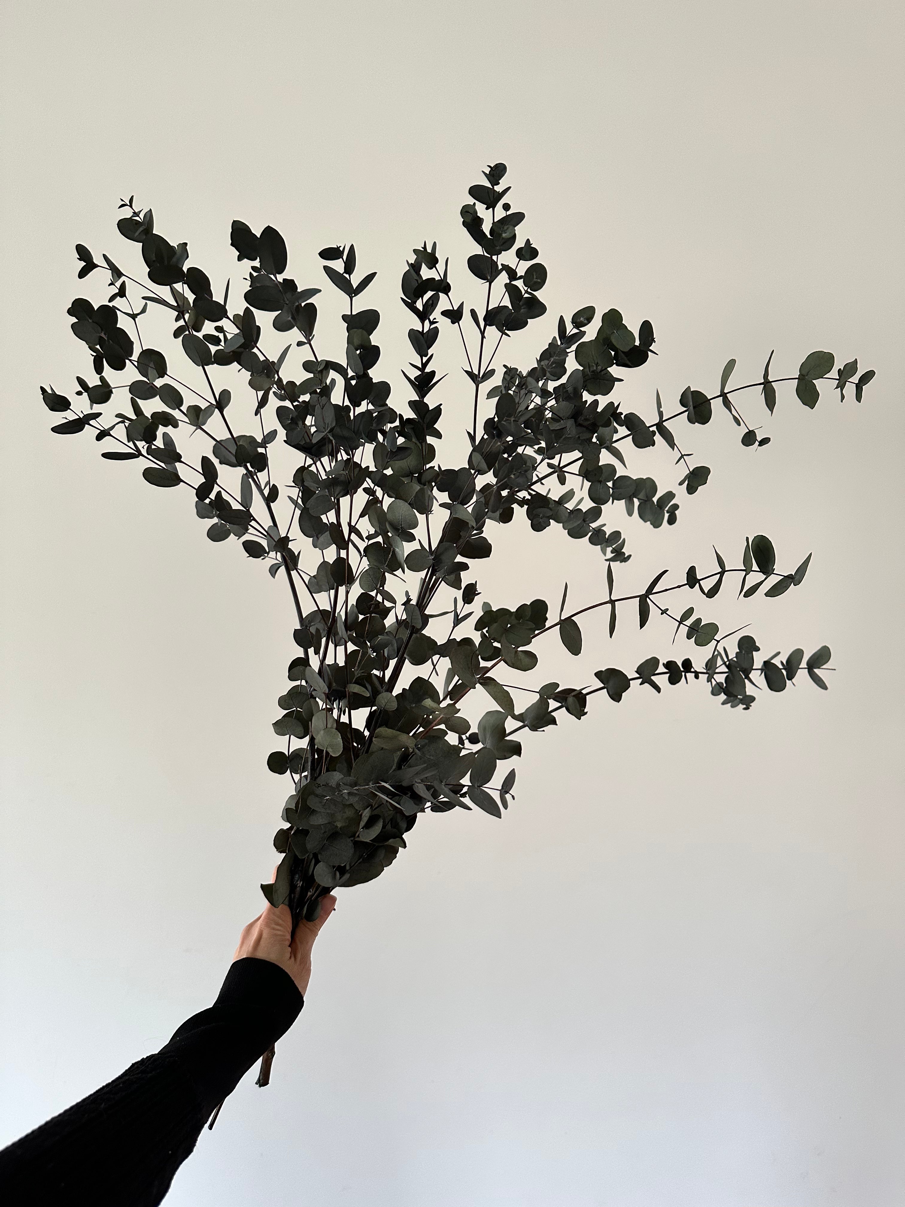 Everblooms - Preserved Eucalyptus Bunch ( Green )